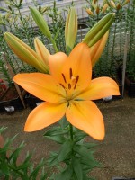 [5132 Cesare VZ No01.JPG]